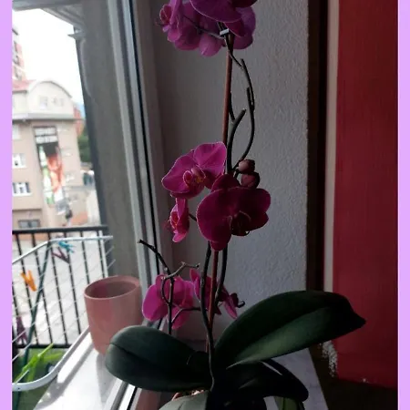 Lorus